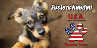 USA Rescue Team puts out urgent plea for temporary fosters
